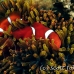 anemonefish_spinecheek_mid_h_0705_png1322.jpg